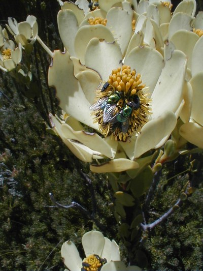 Climax Conebush - Photo: Nigel Forshaw