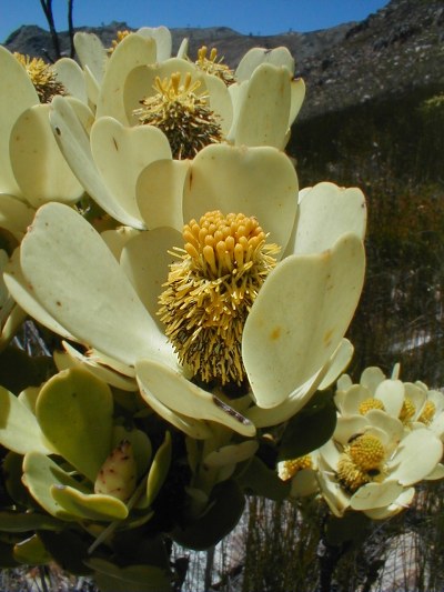 Climax Conebush - Photo: Nigel Forshaw