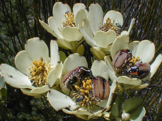 Climax Conebush - Photo: Nigel Forshaw