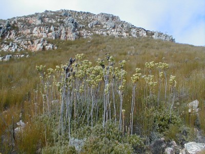 Corymbose habit - Photo: Nigel Forshaw