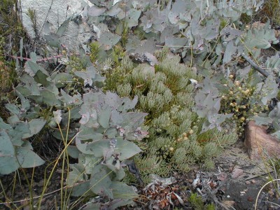 Juvenile plant - Photo: Nigel Forshaw