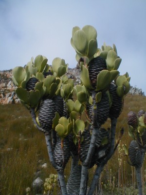 Female cones - Photo: Nigel Forshaw