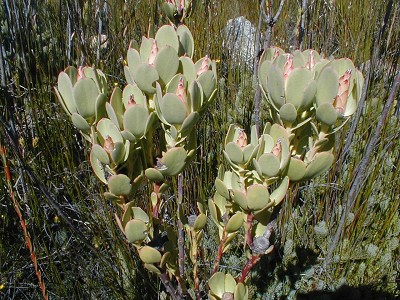 Male buds - Photo: Nigel Forshaw