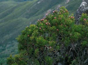 Garden-Route Conebush - Photo: Chris Berens