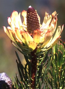Ridgecone Conebush - Photo: David Osborne