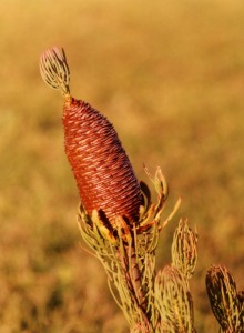 Ridge-cone Conebush - Photo: David Osborne