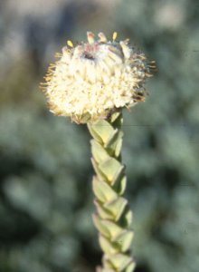 Pakhuis Conebush - Photo: NBI Collection