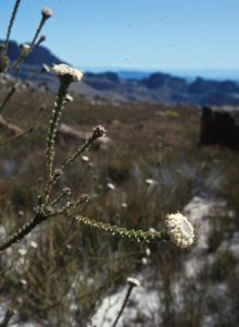 Pakhuis Conebush - Photo: NBI Collection