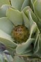 Red-edged Conebush - Photo: Nigel Forshaw