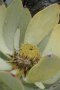 Red-edged Conebush - Photo: Nigel Forshaw