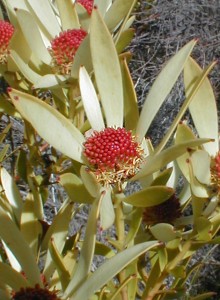 Piketberg Conebush - Photo: Nigel Forshaw