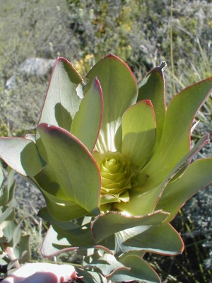 Leucadendron elimense nova? - Photo: Nigel Forshaw