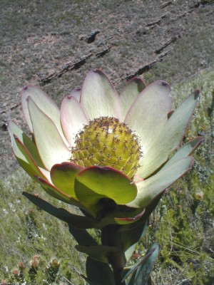 Leucadendron elimense nova? - Photo: Nigel Forshaw