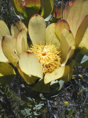 Leucadendron elimense nova? - Photo: Nigel Forshaw