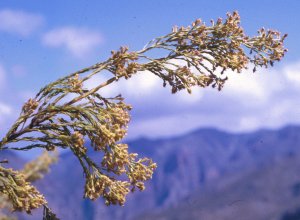 Erica-leaf Conebush - Photo: NBI Collection