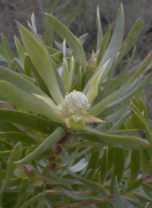 Flats Conebush - Photo: Nigel Forshaw