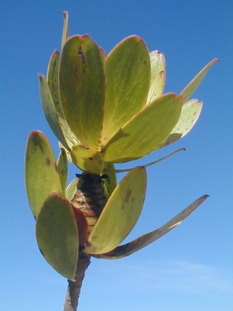 Broad-leaf Conebush - Photo: Nigel Forshaw