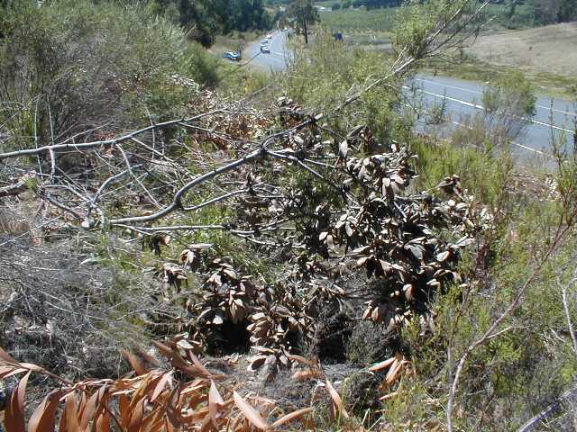 Leucadendron globosum site - Photo: Nigel Forshaw