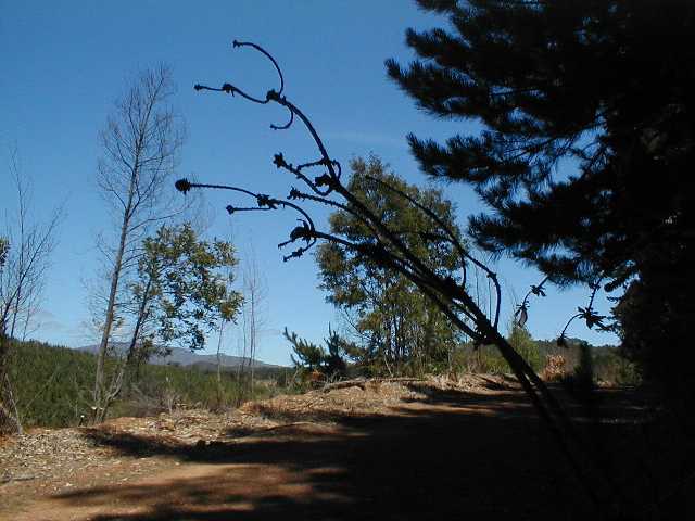 Leucadendron globosum site - Photo: Nigel Forshaw