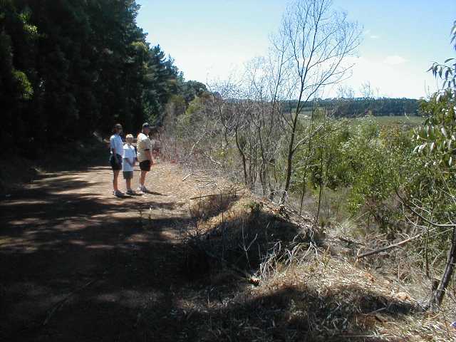Leucadendron globosum site - Photo: Nigel Forshaw