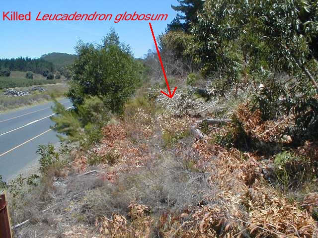 Leucadendron globosum site - Photo: Nigel Forshaw