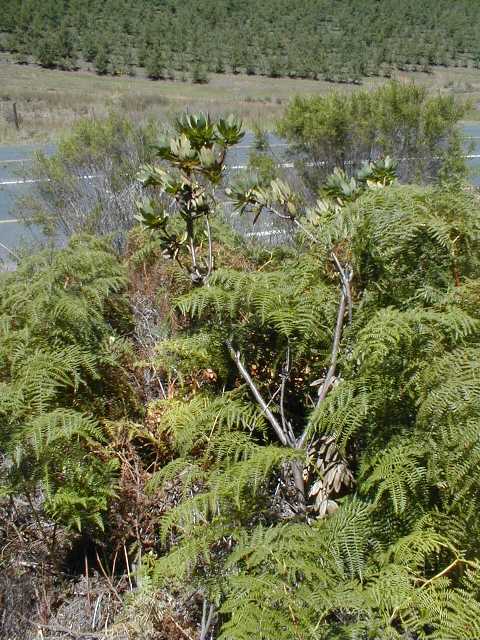 Leucadendron globosum site - Photo: Nigel Forshaw