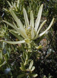 Clay Conebush - Photo: Nigel Forshaw