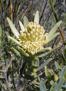 Clay Conebush - Photo: Nigel Forshaw