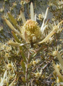 Wolseley Clay Conebush - Photo: Nigel Forshaw