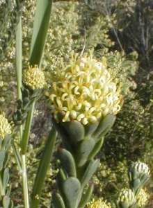 Cape Flats Conebush - Photo: Nigel Forshaw