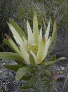 Loerie Conebush - Photo: Nigel Forshaw