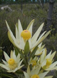 Loerie Conebush - Photo: Nigel Forshaw