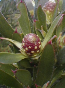 Acacia Conebush - Photo: Nigel Forshaw