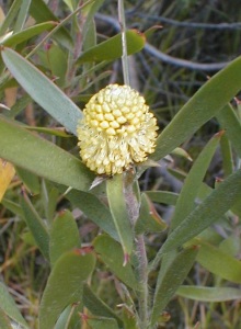 Acacia Conebush - Photo: Nigel Forshaw