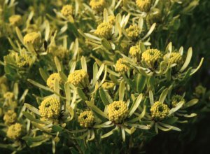 Rough-leaf Conebush - Photo: NBI Collection