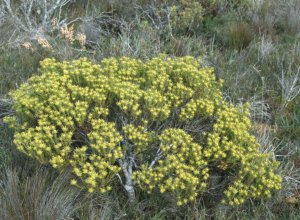 Rough-leaf Conebush - Photo: NBI Collection