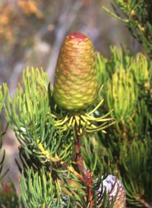 Karoo Conebush - Photo: David Osborne