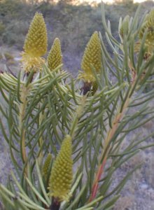 Karoo Conebush - Photo: Nigel Forshaw