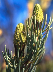 Laingsburg Conebush - Photo: David Osborne