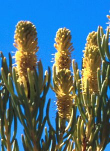 Laingsburg Conebush - Photo: David Osborne