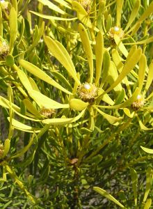 Plate-seed Conebush - Photo: Nigel Forshaw