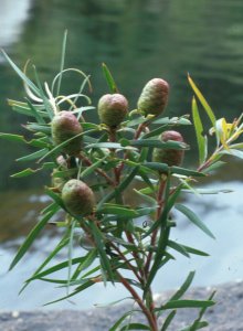 Pondoland Conebush - Photo: NBI Collection