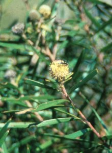 Pondoland Conebush - Photo: NBI Collection