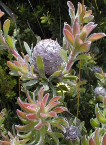 Langeberg Conebush - Photo: Nigel Forshaw