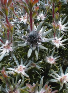 Langeberg Conebush - Photo: Nigel Forshaw