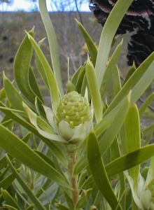 Riverine Conebush - Photo: Nigel Forshaw