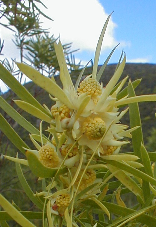 Riverine Conebush - Photo: Nigel Forshaw