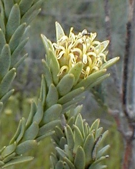 Star Conebush - Photo: Nigel Forshaw