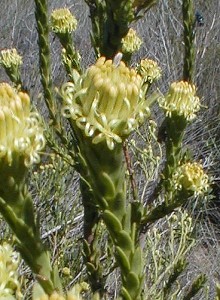 Star Conebush - Photo: Nigel Forshaw