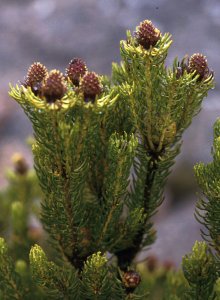 Needle-leaf Conebush - Photo: David Osborne